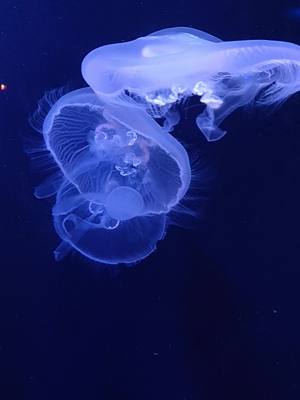 Video by Sathyaprabha Rakkimuthu: https://www.pexels.com/video/group-of-jellyfis...